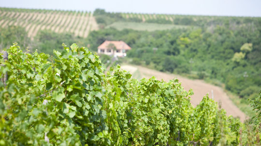 vinice-vinohrady-strednaW.jpg